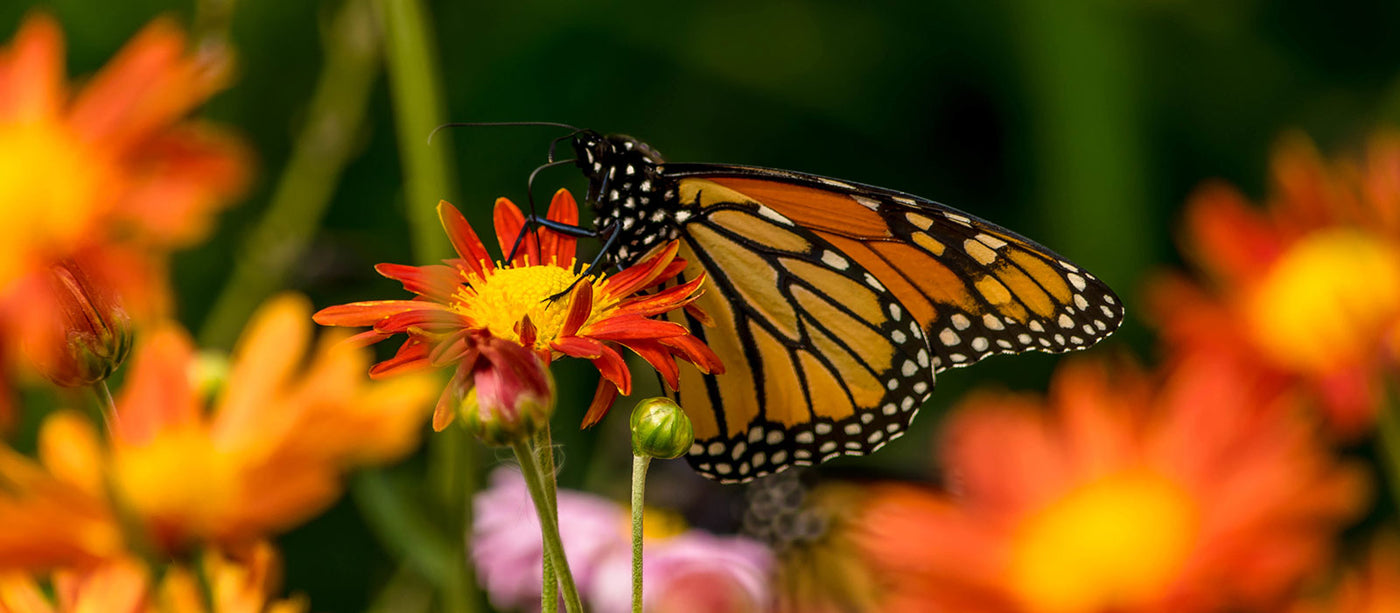 Artificial Flowers & Plants
